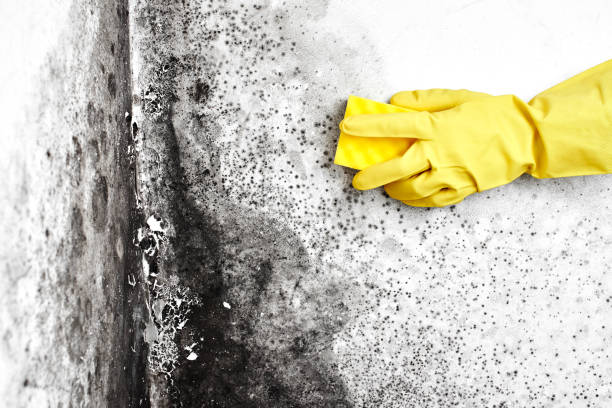 Office Mold Removal Services in Preston, IA