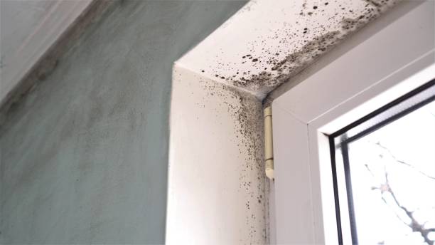 Best Commercial Mold Removal  in Preston, IA