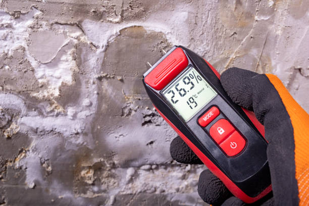 Best Black Mold Removal  in Preston, IA