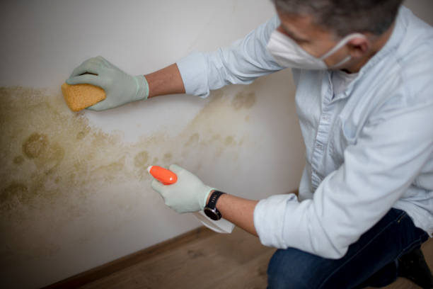 Best Mold Removal Company Near Me  in Preston, IA