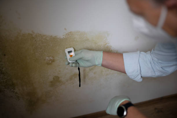 Best Fast Mold Removal  in Preston, IA