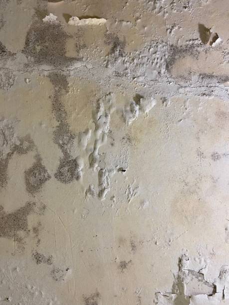 Best Mold Testing  in Preston, IA