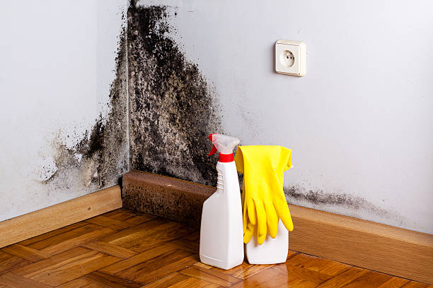 Professional Mold Removal in Preston, IA