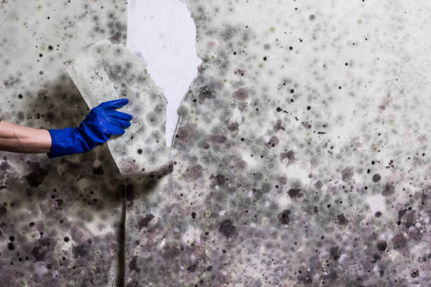 Best Emergency Mold Removal  in Preston, IA