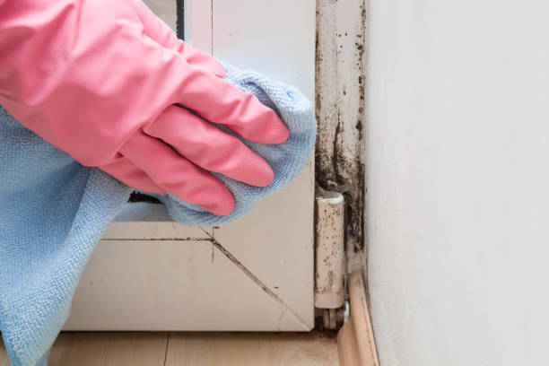 Mold Testing and Removal in Preston, IA