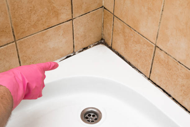 Best Toxic Mold Removal  in Preston, IA
